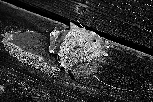 Lone Leaf