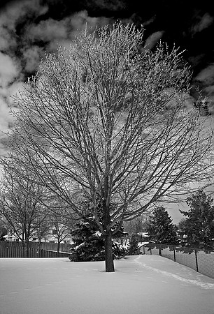 Frosty Maple