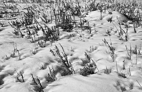 Weedy Snow