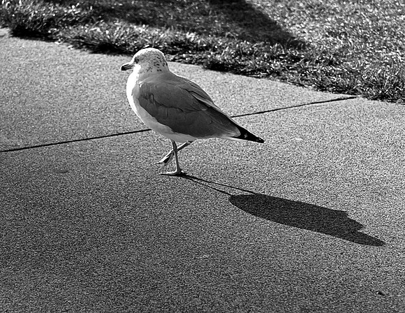 Walk This Way